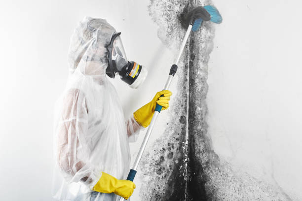 Best Mold Prevention Services  in Agoura Hills, CA